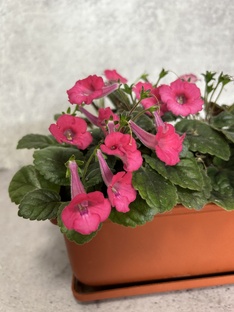 Мы сеяли, сеяли