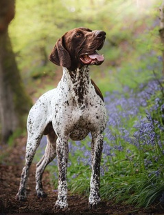 Хвостатый нон-стоп