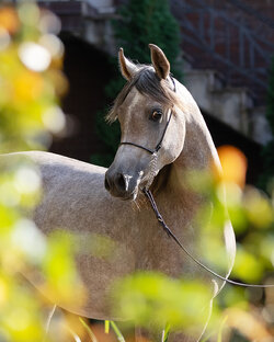 Edel Straight Egyptian mare 2021