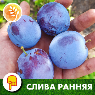Слива ранняя