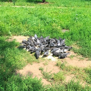 Фауна района 