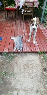 Животные