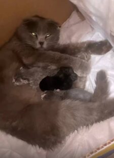 Кошка-вислоушка с котятами