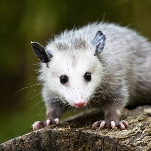 Опоссум: удивительные факты о самом странном сумчатом