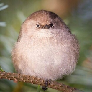 Мир птиц во всей красе