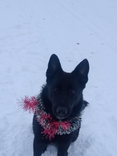 Новогодняя овчарка.