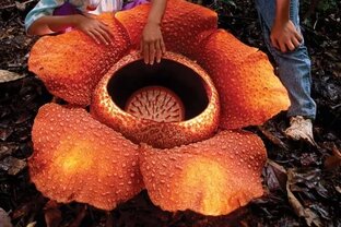  Экзотические растения 