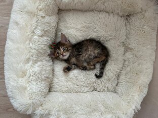 История Евы