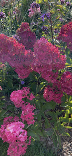 Мои гортензии с мая по октябрь