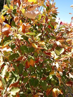 Работа сметчиком.