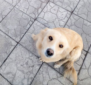 Стерилизиция собак с таможни  КПП Изварино-Донецк (РФ)