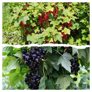 Плодово-ягодные