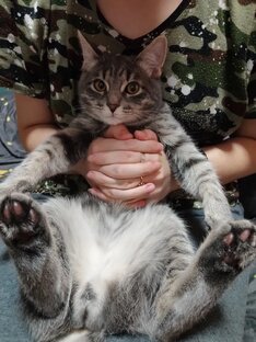 Перевозка животных