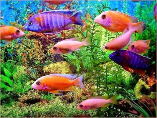 Мир аквариума