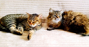 Маргуша и Буся 🐱