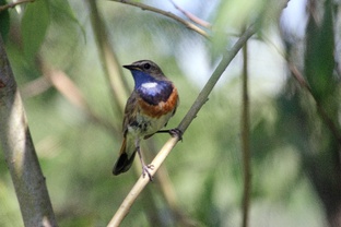 ПТИЧИЙ КАЛЕНДАРЬ