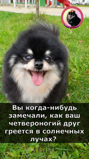 Всё про породу шпиц