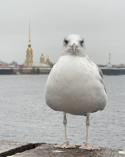 Петербург и окресности