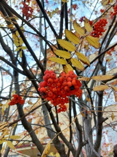 Нам бы породниться (аудиоповесть)