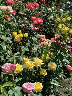 Сорта моих роз 