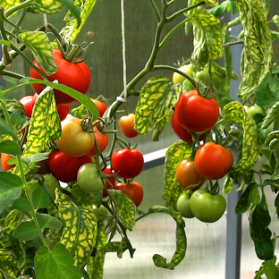 Тепличные дела