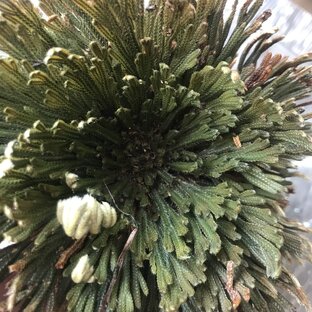 Иерихонская роза или Цветок Дракона