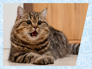 Интересные факты обо всем