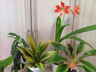 Мои зелёные друзья 🪴