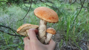 Сбор Грибов 