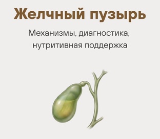 Желчный пузырь