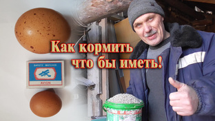Обустройство курятника