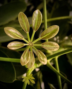 Домашние цветы