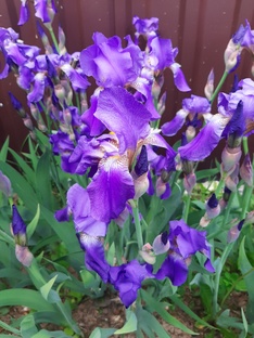 Мой любимый сад огород 🌺🌺🌺