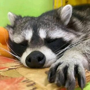 Пушистые и пернатые