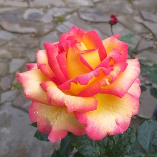 Сезон 2026 Гортензии Розы Сад