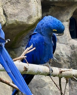 Милые зверюшки