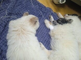 Бьем бабезий