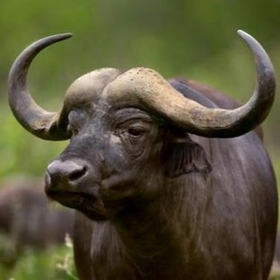 Буйвол: сила, выносливость и тайны поведения в дикой природе