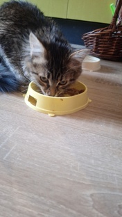 Мой кот Тимоша😍🎀