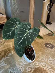 Филодендроны 