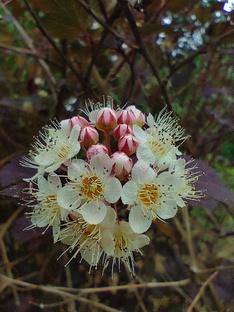 Цветочно-травянистое