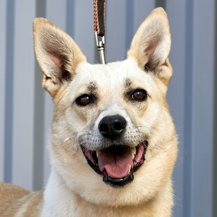 Помощь приютам