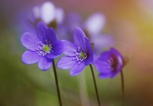 Флора и Фауна Тверской области