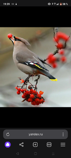 Птицы 🐦