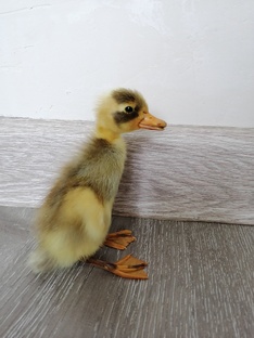 Индийские бегунки