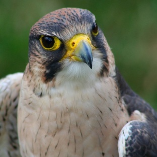 Сокол: глаза неба, скорость и охотничий гений природы