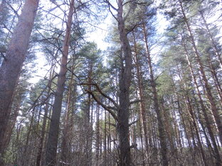 "КРЕСТЬЯНСКИЙ СЫН"