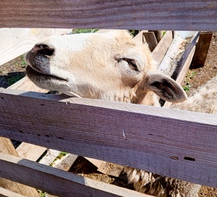 Жизнь сельская, нелирическая...