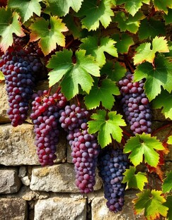 Виноград 