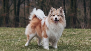 Все о собаках 